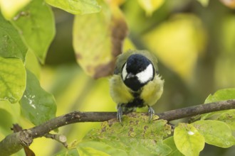 Great tit (Parus major) adult garden bird on a magnolia tree branch amongst autumn colour leaves,