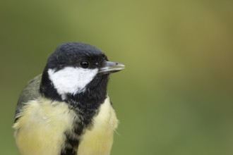 Great tit (Parus major) adult garden bird head portrait, England, United Kingdom