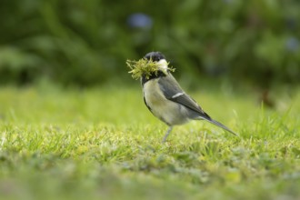Great tit (Parus major) adult garden bird with moss for nest material in its beak in springtime,