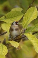 European goldfinch (Carduelis carduelis) adult garden bird on a magnolia tree branch amongst autumn