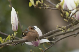 Eurasian chaffinch (Fringilla coelebs) adult male garden bird on a magnolia tree branch in spring,
