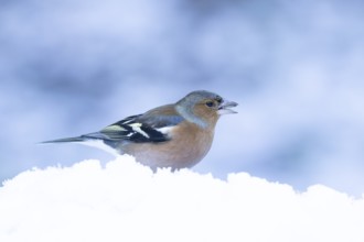 Eurasian chaffinch (Fringilla coelebs) adult male garden bird feeding in snow in winter, England,