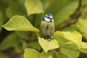 Blue tit (Cyanistes caeruleus) adult garden bird on a magnolia tree branch amongst autumn colour
