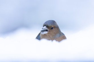 Eurasian chaffinch (Fringilla coelebs) adult male garden bird feeding on a sunflower seed in snow