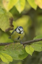 Blue tit (Cyanistes caeruleus) adult garden bird on a magnolia tree branch amongst autumn colour