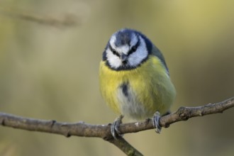 Blue tit (Cyanistes caeruleus) adult garden bird on a tree branch, England, United Kingdom