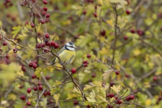 Blue tit (Cyanistes caeruleus) adult garden bird on a Hawthorn tree branch amongst autumn colour