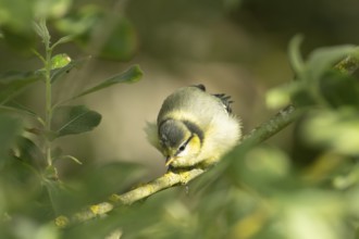 Blue tit (Cyanistes caeruleus) juvenile fledgling garden bird on a tree branch in spring, England,