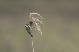 Blue tit (Cyanistes caeruleus) adult garden bird feeding on a reed plant seedhead, England, United