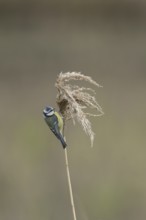 Blue tit (Cyanistes caeruleus) adult garden bird feeding on a reed plant seedhead, England, United