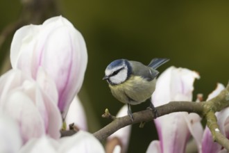 Blue tit (Cyanistes caeruleus) adult garden bird on a magnolia tree branch amongst spring blossom,
