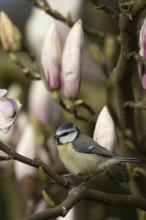 Blue tit (Cyanistes caeruleus) adult garden bird on a magnolia tree branch amongst spring flowering