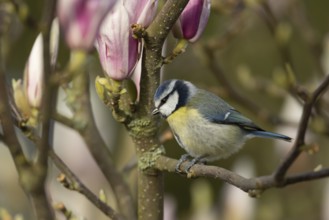 Blue tit (Cyanistes caeruleus) adult garden bird on a magnolia tree branch amongst spring flowering