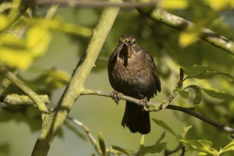 Eurasian blackbird (Turdus merula) adult female garden bird with a worm in its beak in a hedgerow