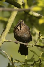 Eurasian blackbird (Turdus merula) adult female garden bird with a worm in its beak in a hedgerow