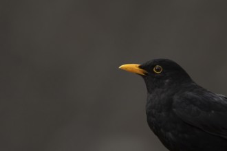 Eurasian blackbird (Turdus merula) adult male garden bird head portrait, England, United Kingdom