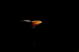 Eurasian blackbird (Turdus merula) adult male garden bird head portrait backlit, England, United
