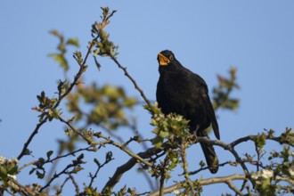 Eurasian blackbird (Turdus merula) adult male garden bird singing in a hedgerow in spring, England,