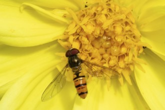 Common hoverfly (Eupeodes corollae) adult insect feeding on a garden Dahlia flower in summer,