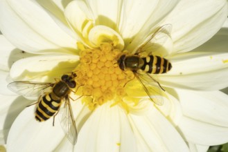 Common hoverfly (Eupeodes corollae) two adult insects feeding on a garden Dahlia flower in summer,
