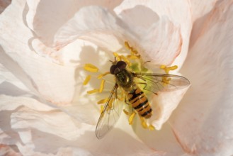 Common hoverfly (Eupeodes corollae) adult insect feeding on a garden poppy flower in summer,