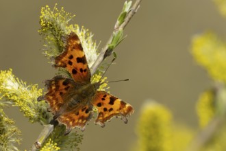 Comma butterfly (Polygonia c-album) adult insect feeding on Goat or Pussy willow (Salix caprea)