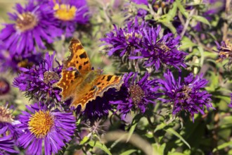 Comma butterfly (Polygonia c-album) adult insect feeding on Aster purple garden flowers in summer,