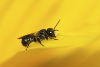 Mason bee (Osmia spp) adult bee insect on a yellow garden flower in summer, England, United Kingdom