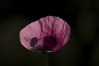 Buff tailed bumblebee (Bombus terrestris) adult bee insect flying towards a garden poppy flower in