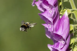 Buff tailed bumblebee (Bombus terrestris) adult bee insect flying towards a Foxglove (Digitalis