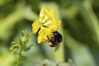 Red tailed bumblebee (Bombus lapidarius) adult bee insect feeding on a Birds foot trefoil flower in