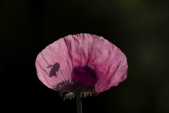 European honey bee (Apis mellifera) adult bee insect flying towards a garden poppy flower in