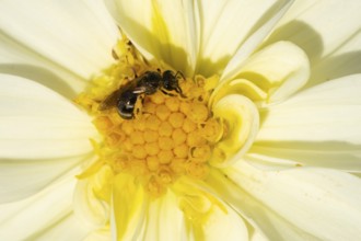 Mason bee (Osmia spp) adult bee insect on a garden Dahlia flower in summer, England, United Kingdom