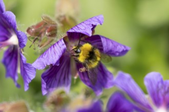Early bumblebee (Bombus pratorum) adult bee insect feeding on a garden purple geranium flower in