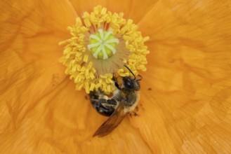 Common carder bumblebee (Bombus pascuorum) adult bee insect feeding on a garden Spanish orange