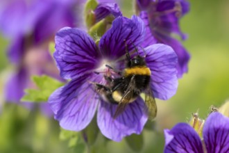 Buff tailed bumblebee (Bombus terrestris) adult bee insect feeding on a garden purple geranium