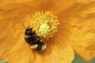 Buff tailed bumblebee (Bombus terrestris) adult bee insect feeding on a garden Spanish orange poppy