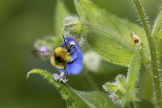 Early bumblebee (Bombus pratorum) adult bee insect feeding on a garden Green alkanet flower in