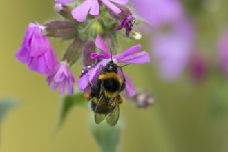 Buff tailed bumblebee (Bombus terrestris) adult bee insect on a garden Red campion flower in