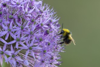 Early bumblebee (Bombus pratorum) adult bee insect feeding on a garden purple Allium flower in