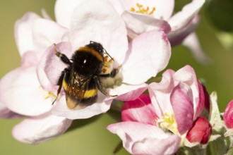 Buff tailed bumblebee (Bombus terrestris) adult bee insect feeding on apple tree blossom flower in