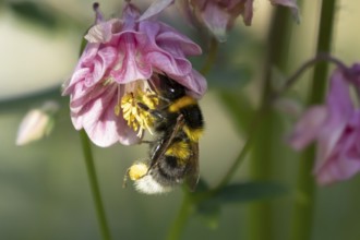 Buff tailed bumblebee (Bombus terrestris) adult bee insect feeding on a garden Aquilegia pink