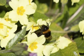 Buff tailed bumblebee (Bombus terrestris) adult bee insect feeding on wild Primrose (Primula