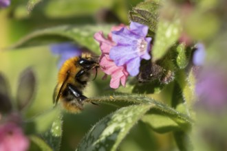Common carder bumblebee (Bombus pascuorum) adult bee insect feeding on a garden Pulmonaria or