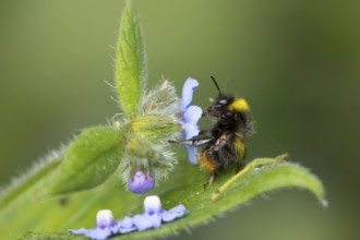 Buff tailed bumblebee (Bombus terrestris) adult bee insect feeding on a garden Green alkanet flower