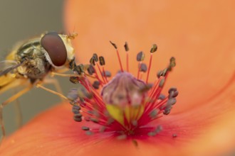 Common hoverfly (Eupeodes corollae) adult insect feeding on a Common field poppy (Papaver rhoeas)