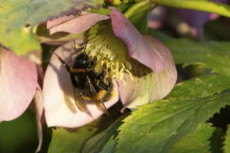 Buff tailed bumblebee (Bombus terrestris) adult bee insect feeding on a garden Hellebore purple