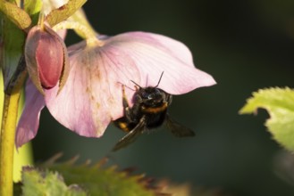 Buff tailed bumblebee (Bombus terrestris) adult bee insect on a garden Hellebore purple flower in