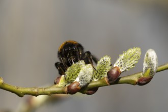Buff tailed bumblebee (Bombus terrestris) adult bee insect feeding on Goat or Pussy willow (Salix