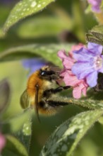 Common carder bumblebee (Bombus pascuorum) adult bee insect feeding on a garden Pulmonaria or